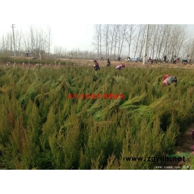 萬綠園林紫葉小檗價格_紫葉小檗產地_紫葉小檗綠化苗木苗圃基地