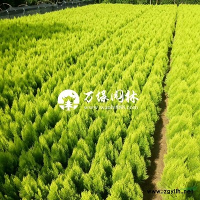 萬綠園林法青價格_法青基地_法青產地_法青綠化苗木苗圃基地