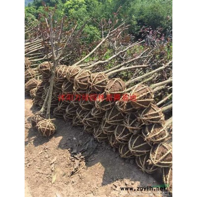 萬綠園林紅葉小波價格_紅葉小波產地_紅葉小波綠化苗木苗圃基地