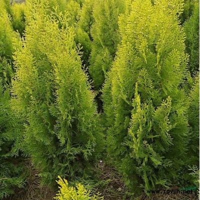 萬龜甲冬青球價格_龜甲冬青球產地_龜甲冬青球綠化苗木苗圃基地