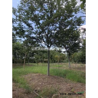 紫葉碧桃_紫葉桃_紅葉桃苗木