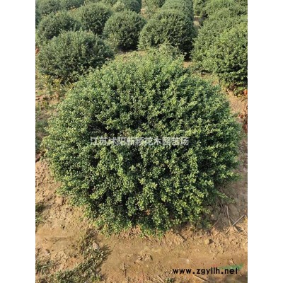 江蘇紫葉李基地/圖片_紫葉李農戶直銷報價