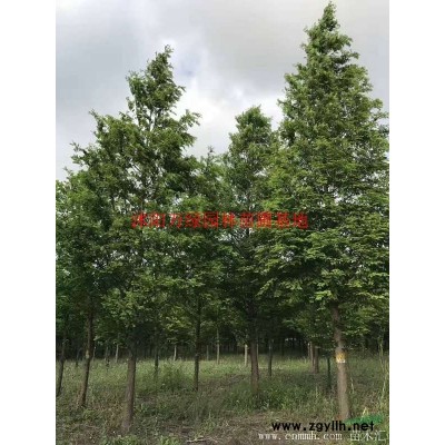 萬紅葉石楠球價格_紅葉石楠球產地_紅葉石楠球綠化苗木苗圃基地