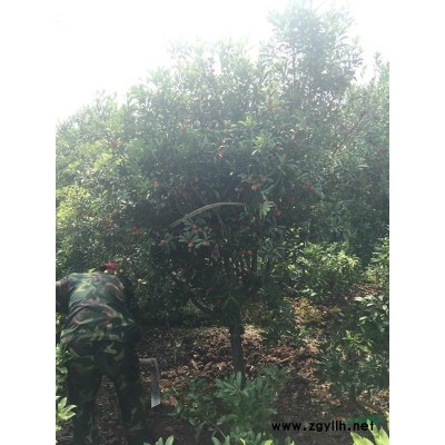 萬紅葉桃價格_紅葉桃圖片_紅葉桃產地_紅葉桃綠化苗木苗圃基地