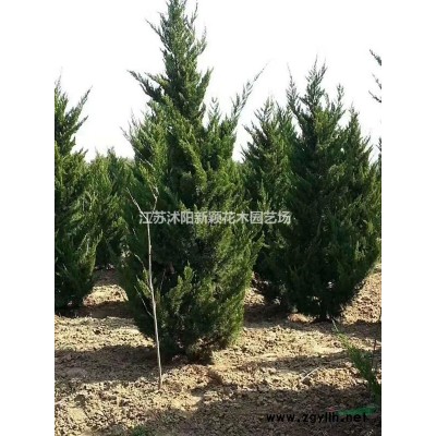 帶泥土真草皮馬尼拉四季青果嶺草坪庭院綠化植物