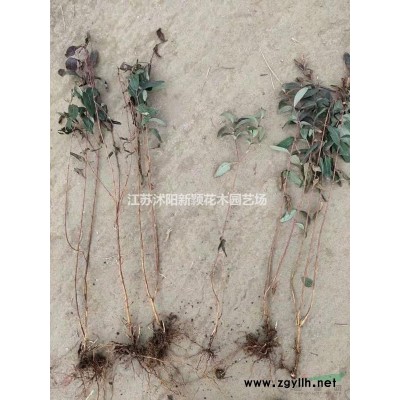 青桐價格_青桐圖片_青桐產地_青桐綠化苗木苗圃基地