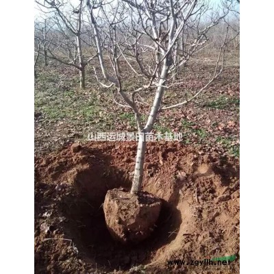 8公分占地核桃樹報價·占地核桃樹8公分價格·8公分核桃樹產(chǎn)地