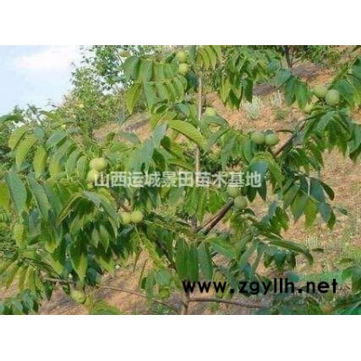 15公分淘汰核桃樹價(jià)錢·淘汰核桃樹哪里多？供應(yīng)山西核桃樹