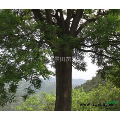 胸徑10公分核桃樹·胸徑15公分核桃樹·10公分核桃樹價(jià)錢