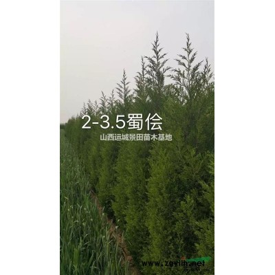 粗度8公分核桃樹多少錢？哪里有核桃樹？核桃樹哪里種植的多？