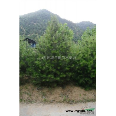 核桃樹生長特性·地理分布·產(chǎn)地詳情·栽培技術(shù)·土壤要求條件