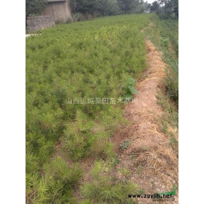 10公分核桃樹價格·10公分占地核桃樹照片報價·核桃樹行情