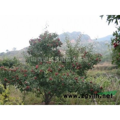 哪有品種核桃苗?品種核桃苗產地詳情·山西紙皮核桃苗種植基地