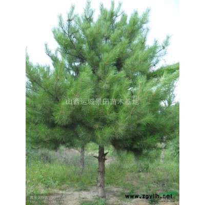 占地1米5白皮松價格=1米5綠化白皮松=基地1米5白皮松報價