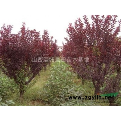 綠化1米5白皮松+工程1米5白皮松+1米5占地白皮松價格基地