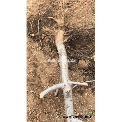 哪里多柿子樹多？山西哪里柿子樹多？甜柿子樹苗種植基地