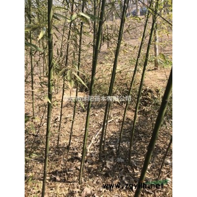 杏樹價格_杏樹圖片_杏樹產地_杏樹綠化苗木苗圃基地