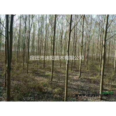 香花槐價格_香花槐圖片_香花槐產地_香花槐綠化苗木苗圃基地