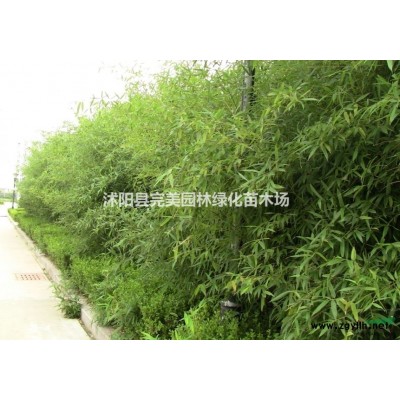 供應百慕大_百慕大草坪_果嶺草