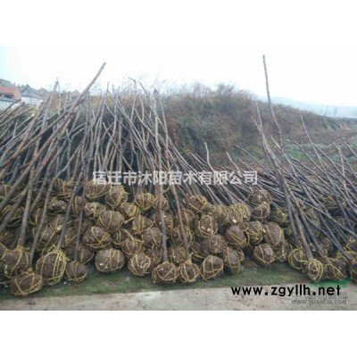 紅葉石楠球價格_紅葉石楠球產地_紅葉石楠球綠化苗木苗圃基地