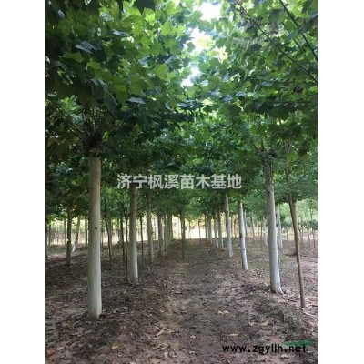 秋火焰（美國紅楓）（精品紅楓）