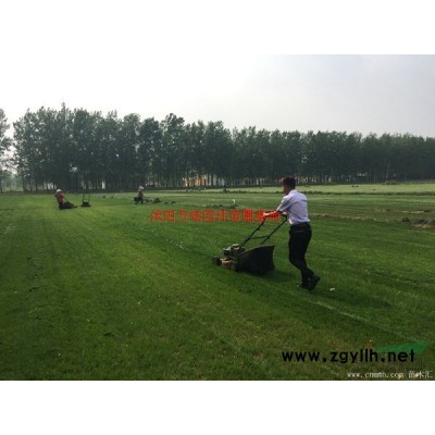 萬綠園林楊樹價格_楊樹基地_楊樹產地_楊樹綠化苗木苗圃基地