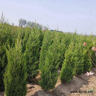 萬綠園林黃山欒樹價格_黃山欒樹產地_黃山欒樹綠化苗木苗圃基地