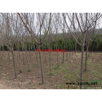 萬綠園林叢生紫荊價格_叢生紫荊產地_叢生紫荊綠化苗木苗圃基地