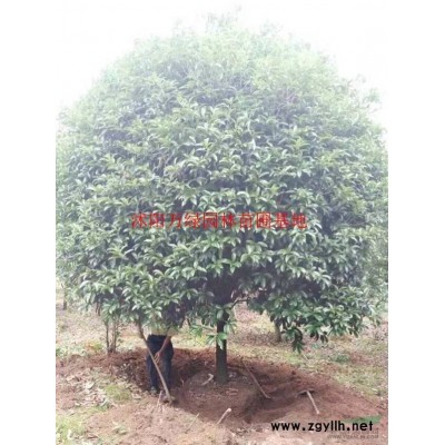 萬紅櫸樹價格_紅櫸樹圖片_紅櫸樹產地_紅櫸樹綠化苗木苗圃基地