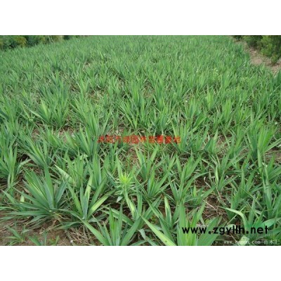 紫葉小檗、紅葉小檗