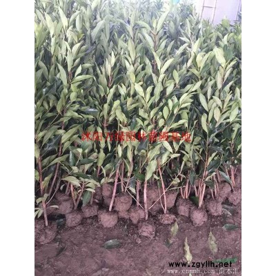 萬綠園林垂柳價格_垂柳圖片_垂柳產地_垂柳綠化苗木苗圃基地