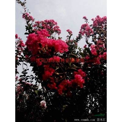 萬復葉槭價格_復葉槭圖片_復葉槭產地_復葉槭綠化苗木苗圃基地