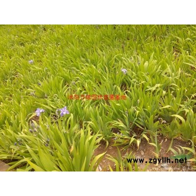 萬小葉黃楊球價格_小葉黃楊球產地_小葉黃楊球綠化苗木苗圃基地