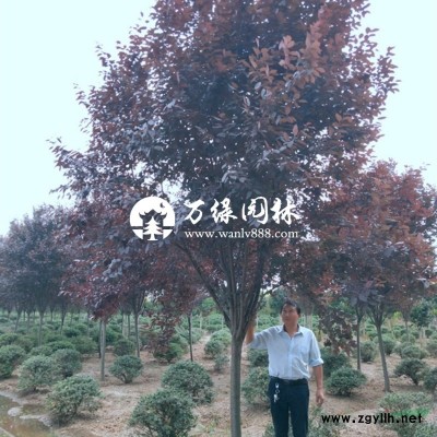 萬綠園林毛鵑價格_毛鵑圖片_毛鵑產地_毛鵑綠化苗木苗圃基地