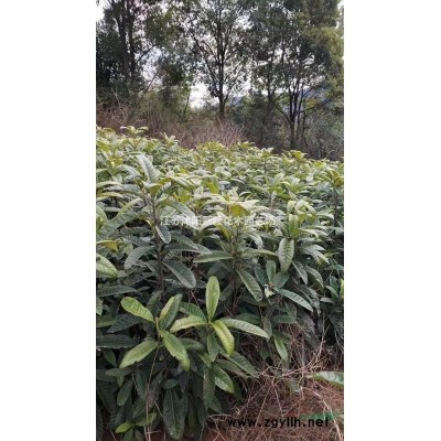 法國冬青價格_法國冬青產地_青葉珊瑚苗圃基地