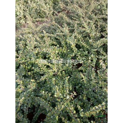 江蘇供應叢生紫荊 巨紫荊價格規格*