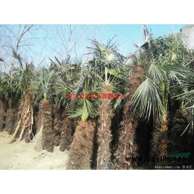 「紫葉李」苗圃紫葉李_價格_圖片