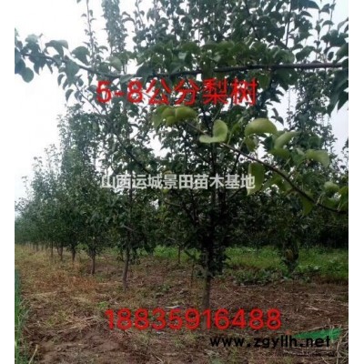 8公分占地核桃樹+10公分12公分占地核桃樹價格=30元一棵