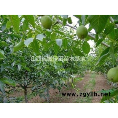核桃樹報(bào)價(jià)·10公分核桃樹裸根價(jià)格·15公分占地核桃樹報(bào)價(jià)