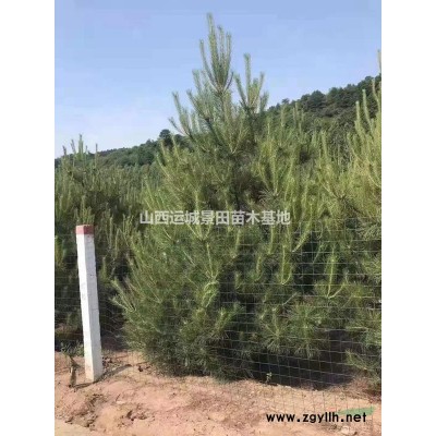 新品種紙皮核桃苗報價？紙皮核桃苗種植產地·山西運城核桃苗