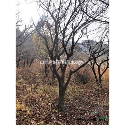 山西國槐基地價格·運城行道樹國槐報價·國槐量大批發價格