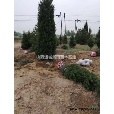1米5白皮松=占地1米5白皮松=綠化1米5白皮松批發價格
