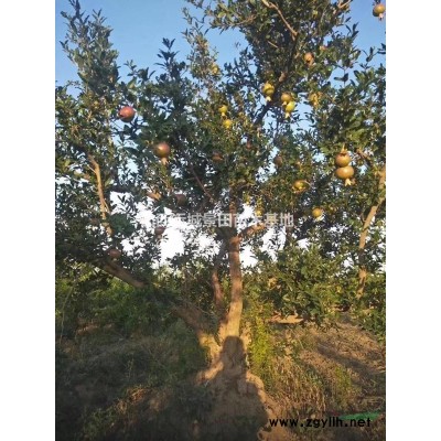 山西紅梅基地，批發10公分紅梅12公分紅梅