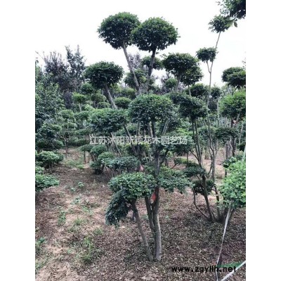 泡桐，泡桐樹，紫花泡桐