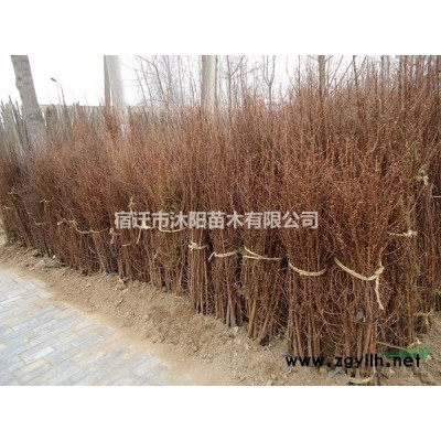 竹柳價格_竹柳圖片_竹柳產地_竹柳綠化苗木苗圃基地