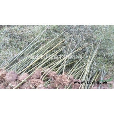 小龍柏價格_小龍柏圖片_小龍柏產地_小龍柏綠化苗木苗圃基地