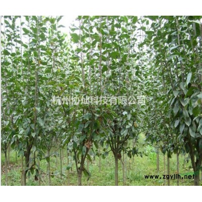 供應(yīng)叢生黃金槐200-400冠幅