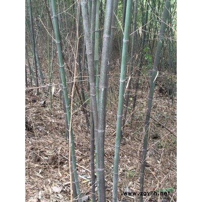 瓜子黃楊、瓜子黃楊苗