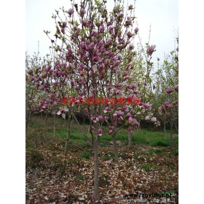 萬紅花繡線菊價格_紅花繡線菊產地_紅花繡線菊綠化苗木苗圃基地