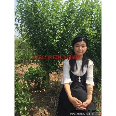 大葉黃楊球、大葉黃楊毛球